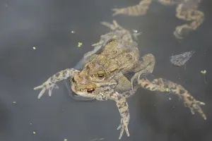 Batrachian Reproduction Drucke: Common toad (Bufo bufo)