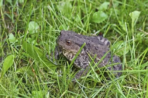 Batrachian Wildlife Drucke: Common toad (Bufo bufo)