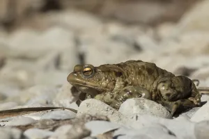 Wild Amphibian Drucke: Common toad (Bufo bufo)