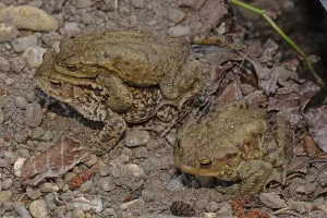 European Toad Habitat Drucke: Common toad (Bufo bufo)