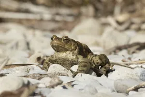 European Toad Habitat Drucke: Common toad (Bufo bufo)