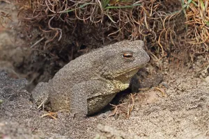 True Toads Habitat Drucke: Common toad (Bufo bufo)