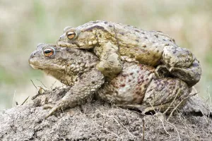 Animal Social Behaviour In Wild Drucke: Common toad (Bufo bufo)