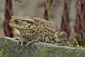 Bufo Bufo Species Drucke: Common toad (Bufo bufo)
