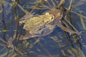 European Toad Habitat Drucke: Common toad (Bufo bufo)