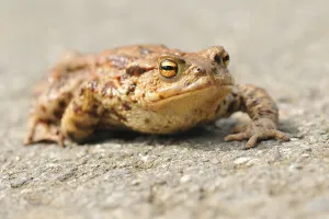 Amphibian Mating Drucke: Common toad (Bufo bufo)