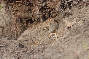 Wild Animals In Forest Drucke: Common toad (Bufo bufo)