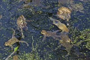 Wildlife Batrachians Drucke: Common toad (Bufo bufo)