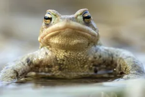 European Toad Habitat Drucke: Common toad (Bufo bufo)