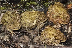 Wildlife Photography Amphibians Drucke: Common toad (Bufo bufo)