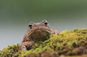 Amphibian Animal Drucke: Common toad (Bufo bufo)