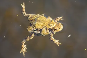 European Toad Habitat Drucke: Common toad (Bufo bufo)
