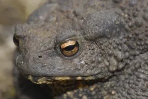 Wildlife Fauna Portraits Drucke: Common toad (Bufo bufo)