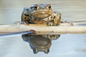 Amphibian Animal Drucke: Common toad (bufo bufo)
