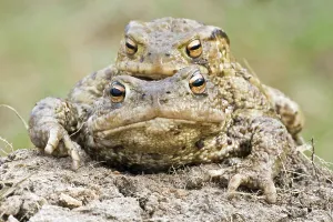 Mating Season Drucke: Common toad (Bufo bufo)