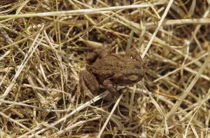 Batrachian Animals Drucke: Common toad (Bufo bufo)