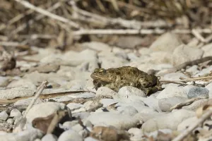 European Toad Habitat Drucke: Common toad (Bufo bufo)