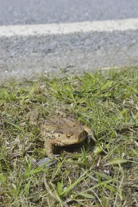 Amphibian Mating Drucke: Common toad (Bufo bufo)