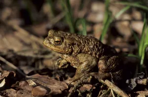 Amphibian Animal Drucke: Common toad (Bufo bufo)