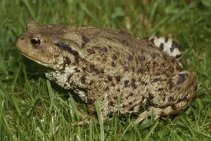 Common Toad Habitat Drucke: Common toad (Bufo bufo)