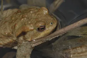Aggressive Posture Drucke: Common toad (Bufo bufo)