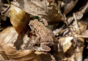 Common Toad Habitat Drucke: Common toad (Bufo bufo)