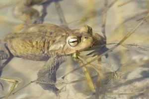 Common Toad Images Drucke: Common toad (Bufo bufo)