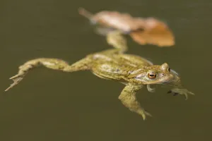 True Toad Habitat Drucke: Common toad (Bufo Bufo)