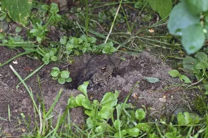 Amphibian Habitat Drucke: Common toad (Bufo bufo)