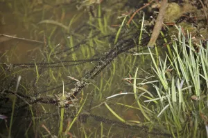European Toad Habitat Drucke: Common toad (Bufo bufo)