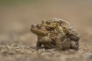 Animal Conservation Efforts Drucke: Common toad (Bufo bufo)