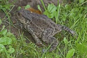 Amphibian Life Cycle Drucke: Common toad (Bufo bufo)