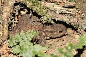 True Toad Images Drucke: Common toad (Bufo bufo)