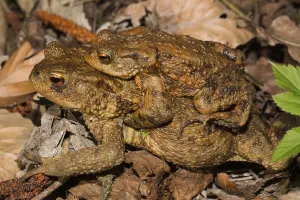 Batrachian Social Behavior Drucke: Common toad (Bufo bufo)