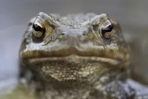 Fauna In The Wild Drucke: Common toad (Bufo bufo)