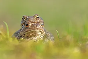 Amphibian Conservation Drucke: Common toad (Bufo bufo)