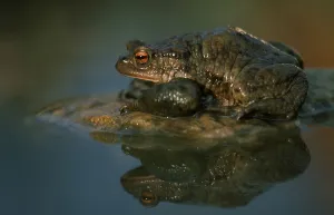 European Toad Habitat Drucke: Common toad (Bufo bufo)