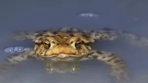 Amphibian Life Cycle Drucke: Common Toad (Bufo bufo)