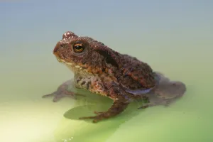 Batrachian Animals Drucke: Common Toad (Bufo bufo)