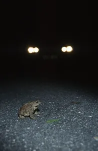 European Toads Habitat Drucke: Common toad (Bufo bufo)