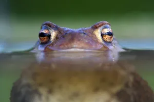 True Frog Drucke: Common Toad (Bufo bufo)