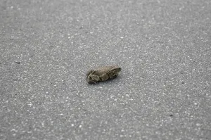 Amphibian Conservation Drucke: Common Toad (bufo bufo)