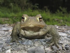 Amphibian Animal Drucke: Common toad (Bufo bufo bufo)