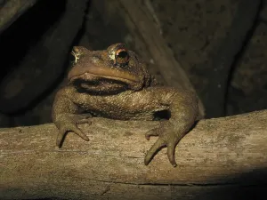 European Toad Habitat Drucke: Common toad (Bufo bufo bufo)