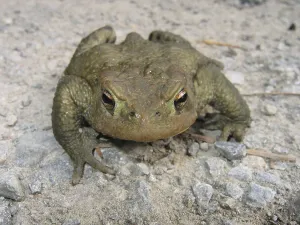 European Toad Habitat Drucke: Common toad (Bufo bufo bufo)
