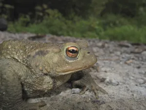 European Toad Habitat Drucke: Common toad (Bufo bufo bufo)