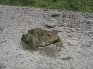 True Toads Habitat Drucke: Common toad (Bufo bufo bufo)