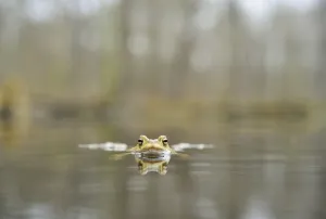 Empty Waterfront Scene Europe Drucke: Common Toad (Bufo bufo), floating