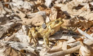 European Toad Mating Season Drucke: Common toad (Bufo bufo) in foliage