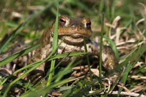 European True Toad Drucke: Common toad (Bufo bufo) in grass